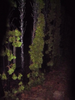 Katasztrófavédelem