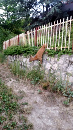 Őzet szabadítottak ki a tűzoltók Gyenesdiáson