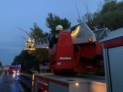 Létraszerről távolítják el a fákat a tűzoltók 