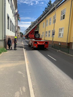 Útzár mellett megtelepül a létraszer